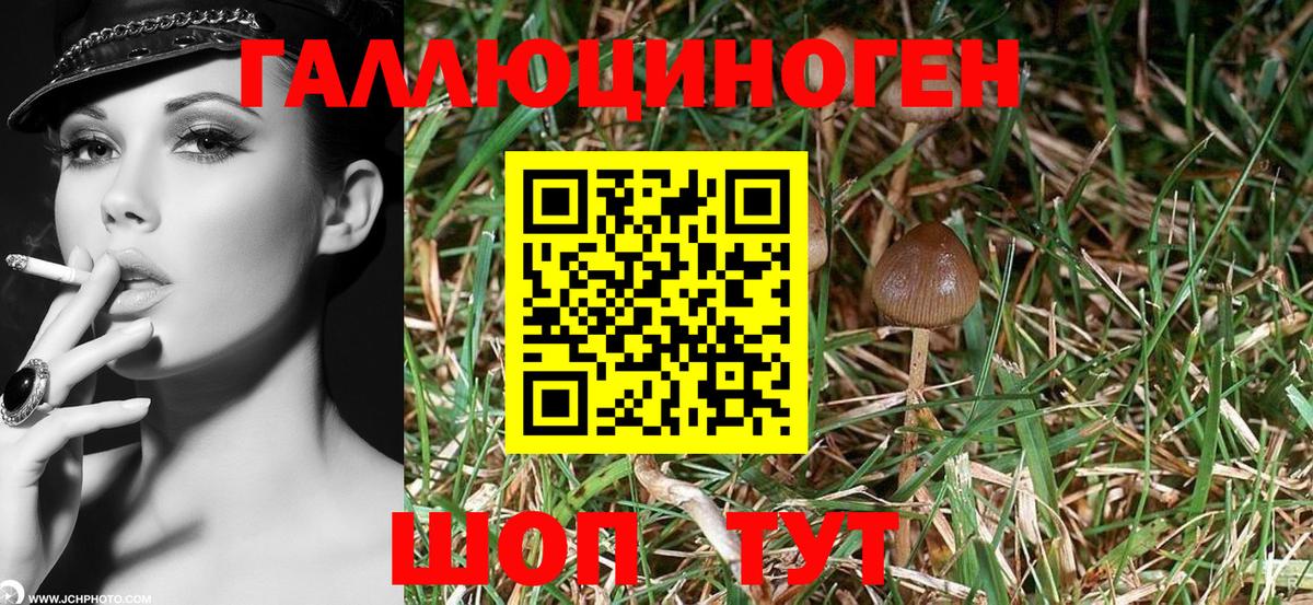 Псилоцибиновые грибы мицелий  Вход с VPN  Гурьевск 